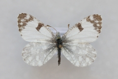 Euchloe tagis