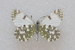 Euchloe tagis