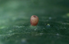 Dryocosmus minusculus