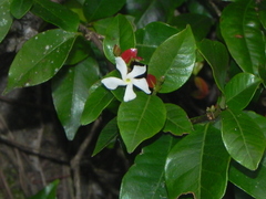 Trachelospermum lucidum