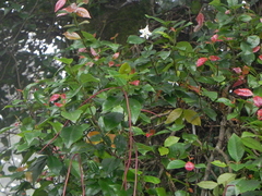 Trachelospermum lucidum