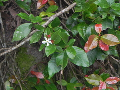 Trachelospermum lucidum