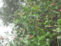 Trachelospermum lucidum