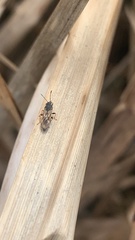 Ischnodemus sabuleti