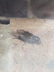 Teleogryllus commodus