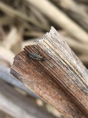 Ischnodemus sabuleti