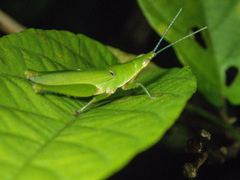 Tagasta