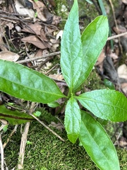 Sarcandra glabra