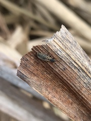 Ischnodemus sabuleti