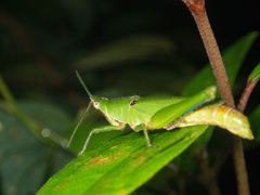 Tagasta