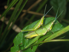 Tagasta