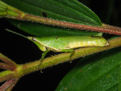 Tagasta