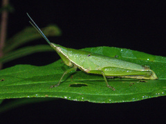 Tagasta