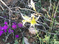 Gladiolus permeabilis
