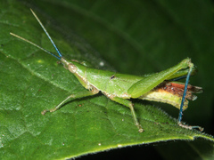 Tagasta
