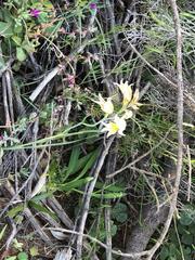 Gladiolus permeabilis