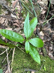 Sarcandra glabra