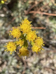 Senecio filaginoides