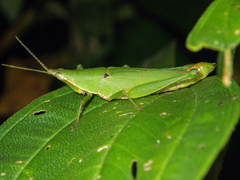 Tagasta