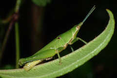 Tagasta