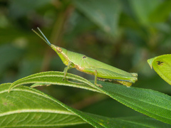 Tagasta