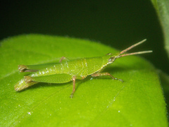 Tagasta