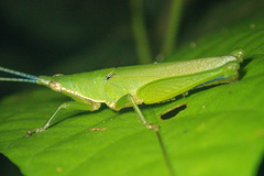 Tagasta