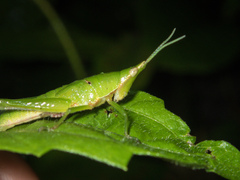 Tagasta