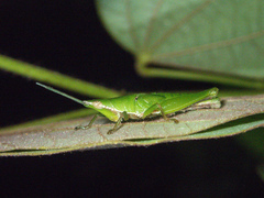 Tagasta
