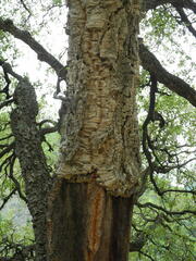 Quercus suber