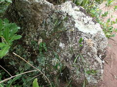 Microgramma lycopodioides