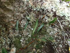 Microgramma lycopodioides