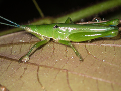 Tagasta
