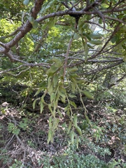Misodendraceae