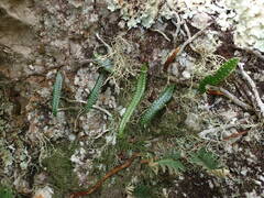 Microgramma lycopodioides