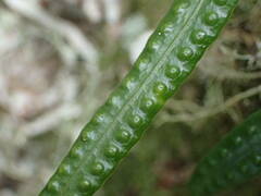 Microgramma lycopodioides