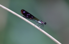 Heliocypha fenestrata