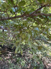 Misodendraceae