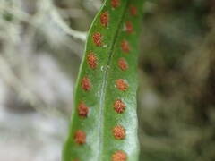 Microgramma lycopodioides