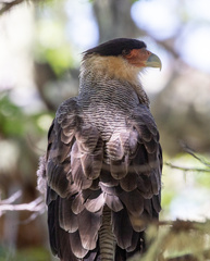 Caracara plancus plancus