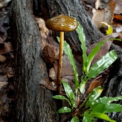 Oudemansiella