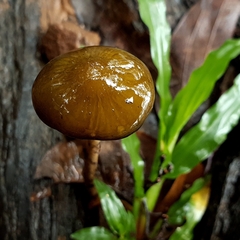 Oudemansiella
