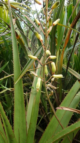 Aloe purpurea · iNaturalist