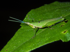Tagasta