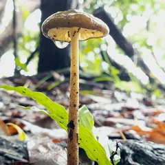 Oudemansiella
