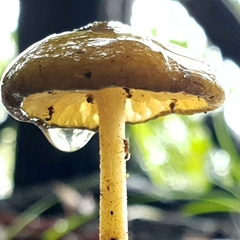 Oudemansiella