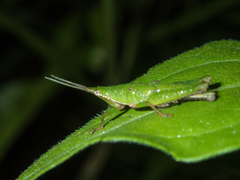 Tagasta
