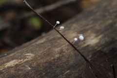Marasmius epiphyllus