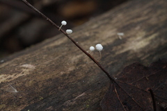 Marasmius epiphyllus