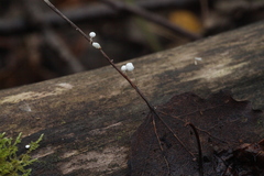 Marasmius epiphyllus